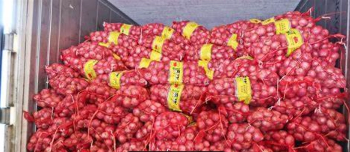 onion1-1782198476293.webp